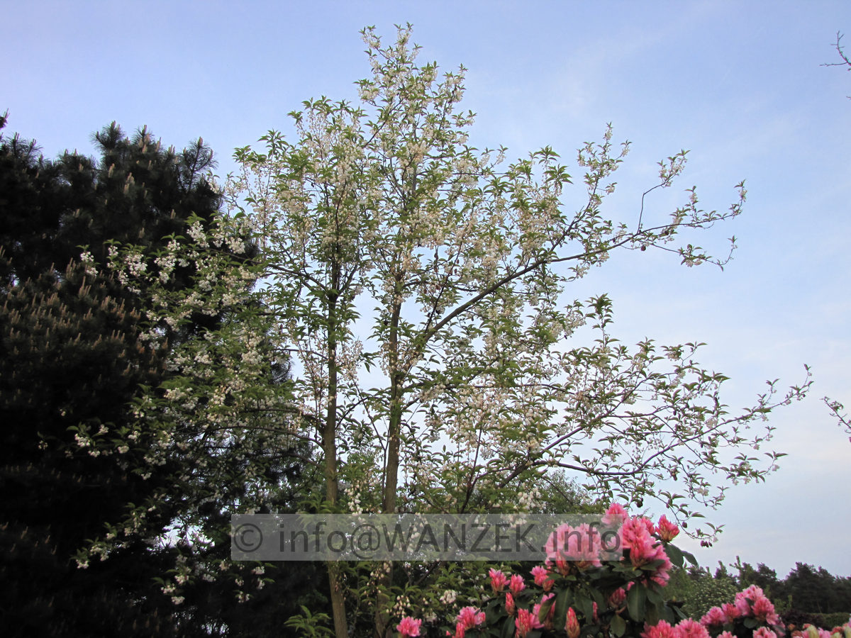 Halesia monticola - Sol in Bluete1.JPG